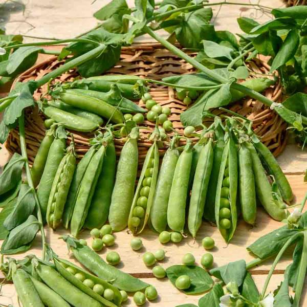 Légumes Secs - Pois Grimpant à Grain Ridé Téléphone à Rames - 20 m - face recto
